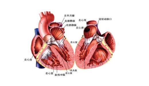 先天性心臟病概述