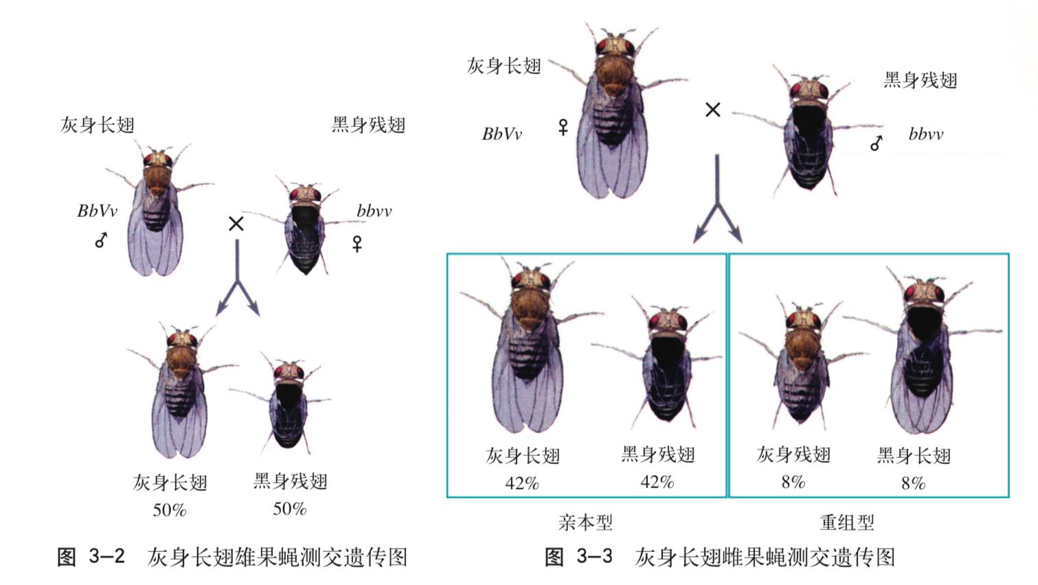 果蝇杂交遗传图解图片