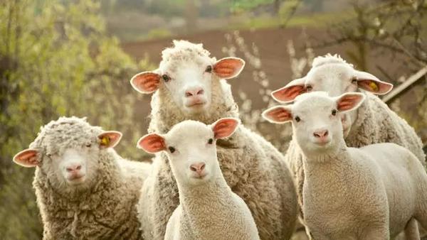 年轻人应该知道的中国有哪些好羊绒衫品牌