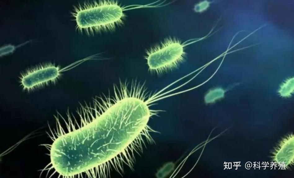 可怕！你还在用蛭弧菌、消毒剂、抗生素控弧？真正的弧菌“终结者”其实是它...... - 知乎