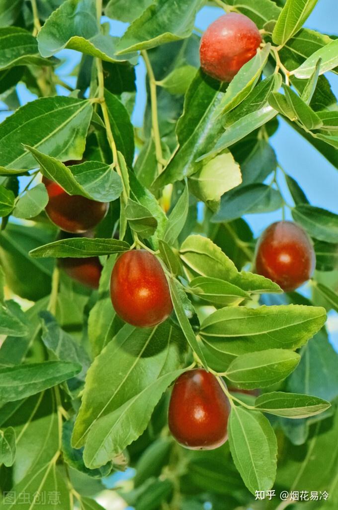 我的老家也有一颗红枣树