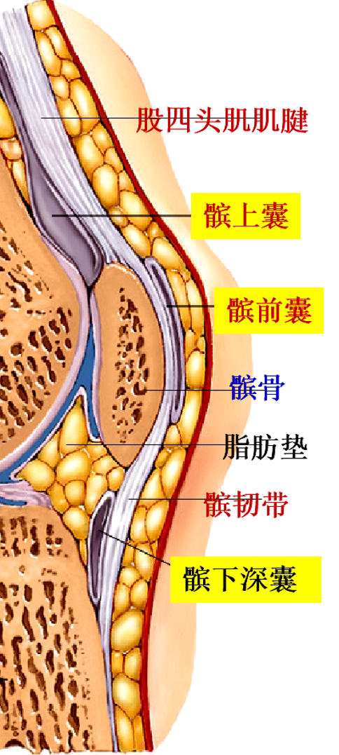 骨骼肌组成图片