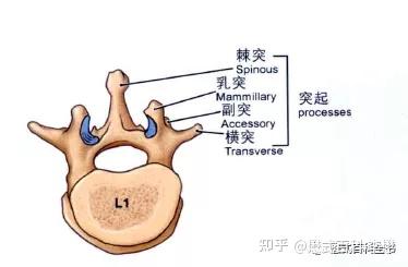 磁共振脊柱规范扫描及技术应用 腰椎部分 知乎