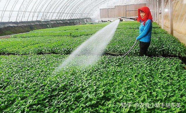 衝施肥的好處什麼是衝施肥衝施肥使用方法