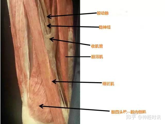 体表神经解剖 隐神经 - 知乎