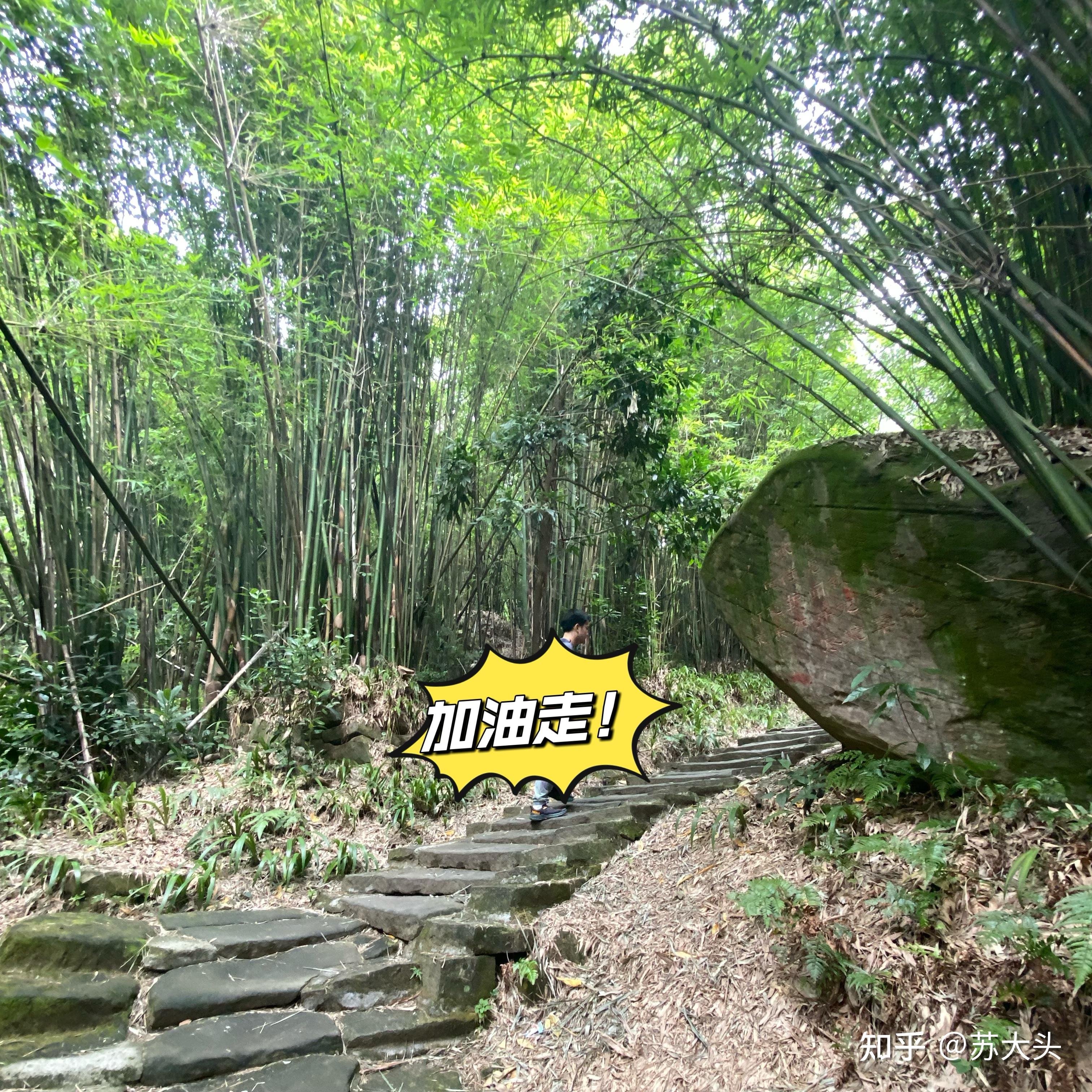 重庆徒步爬山圣地：缙云山免门票上山详细路线指引 - 知乎