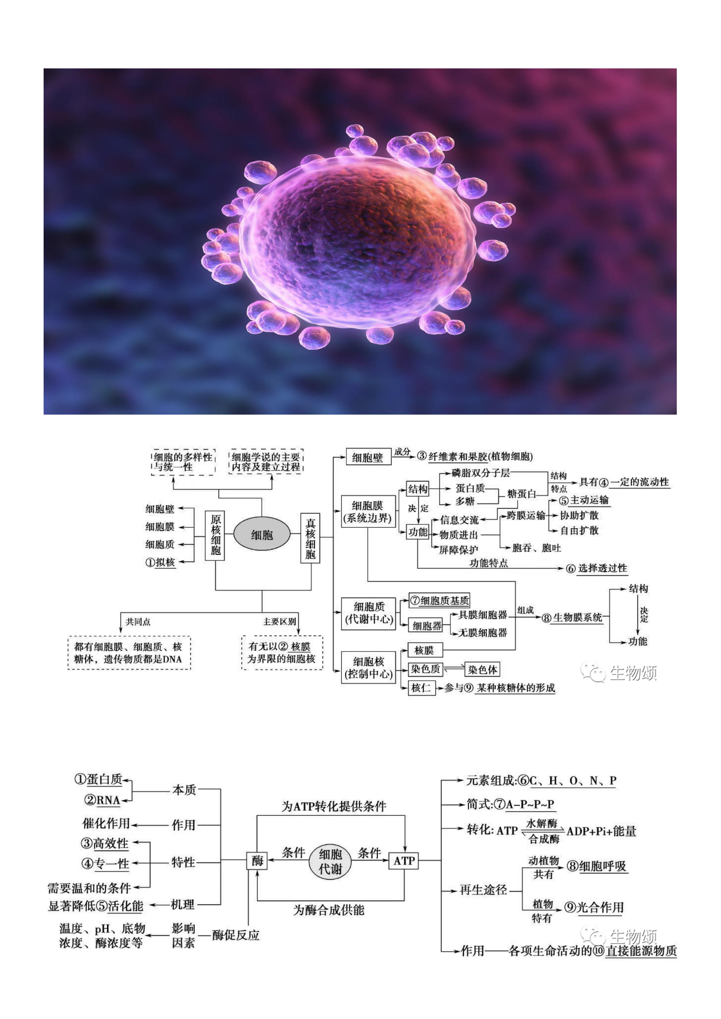 病毒结构特征思维导图图片