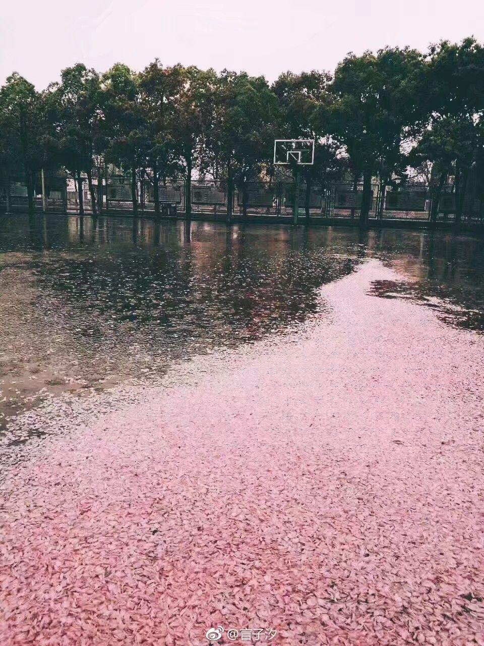 如何看待武大樱花季游客不文明现象?