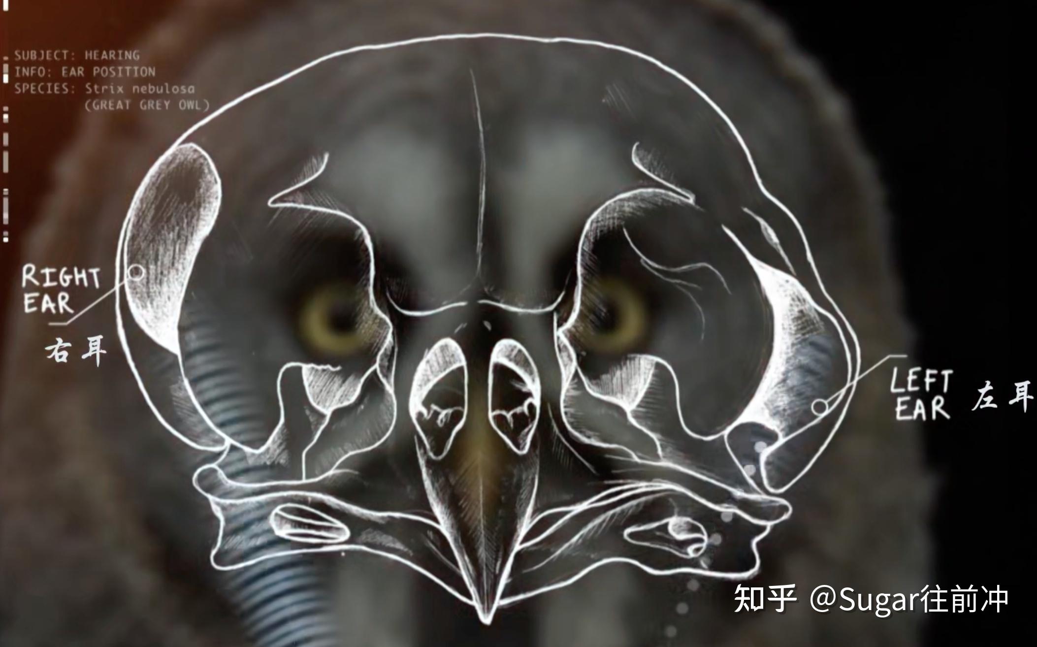 绘本中的智慧猫头鹰远古神话与神秘技能