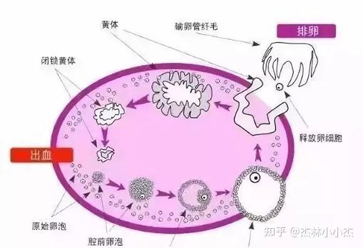 卵泡那些事儿 - 知乎