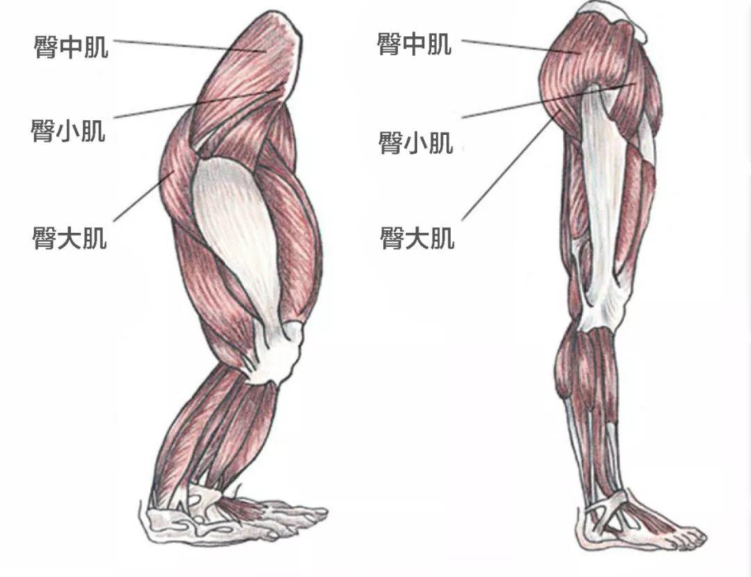 猿类(左)与人类(右)臀部肌肉对比图另外,臀部的脂肪也比你想象得要多