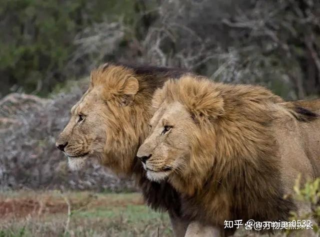 现在的美国像是一头即将被赶出狮群的狮王 - 知乎
