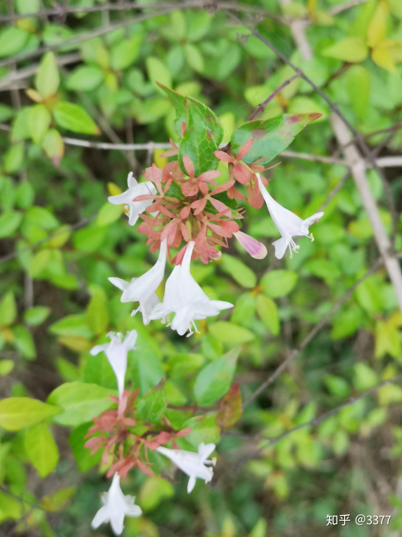 粉花绣线菊,花被5,雄蕊伸出花冠,单叶互生望江南的叶片更狭长,叶急尖
