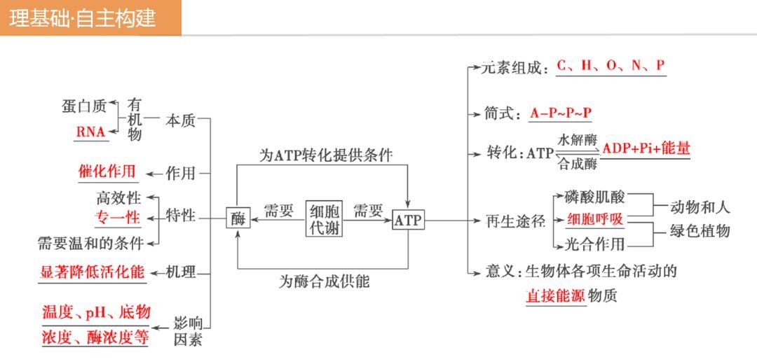 酶和atp的思维导图图片