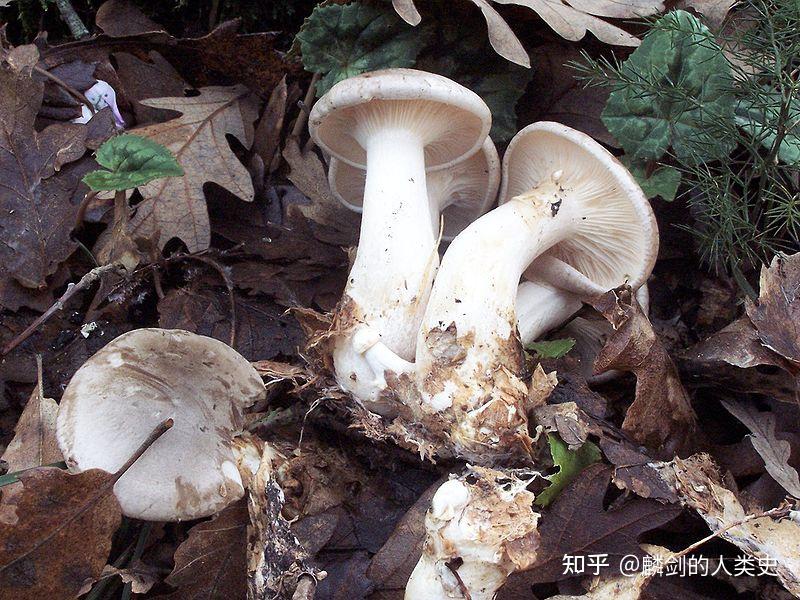 【地球生物全系列——从单细胞到人类】伞菌目—口蘑科(上) - 知乎