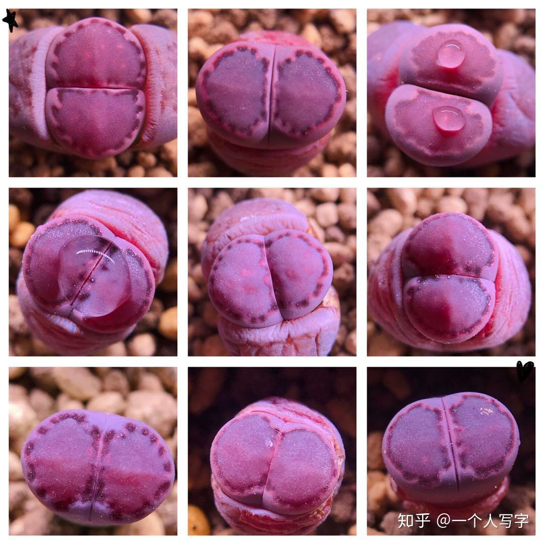 生石花-紫李夫人 - 知乎