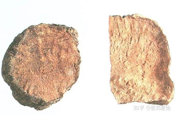 带你识别何首乌