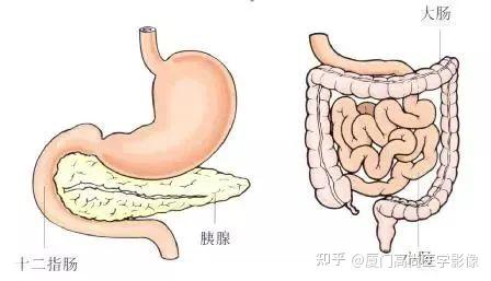 胰腺肚脐眼图片