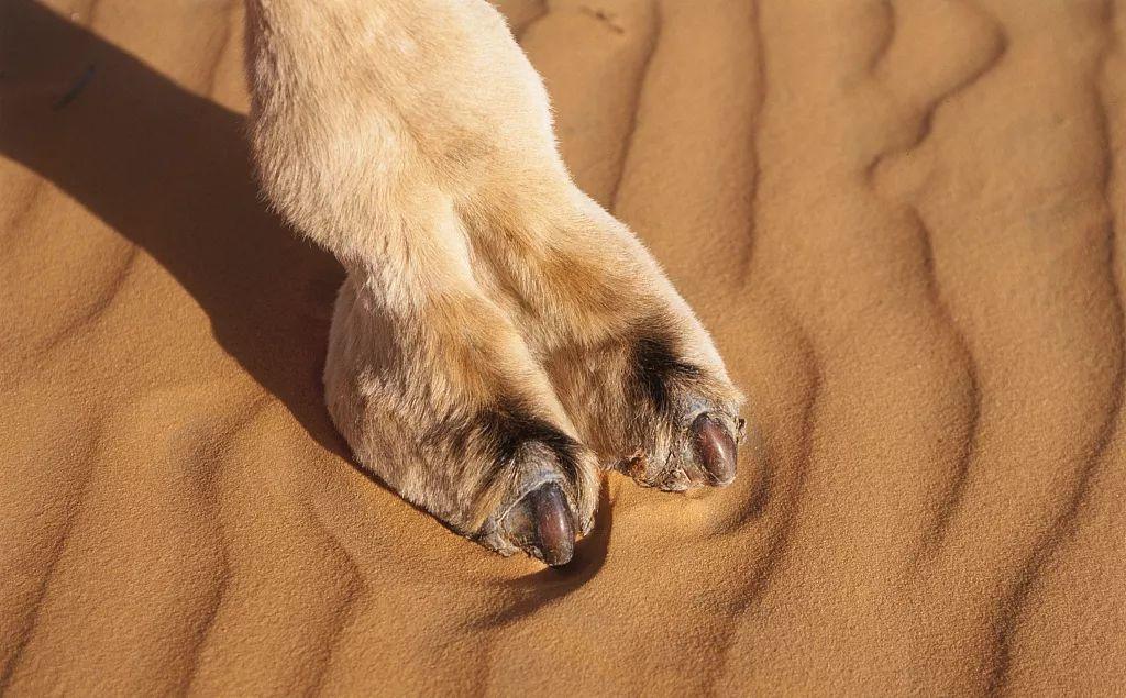 但其实如果仔细观察其他动物的前肢,会发现马只有 1 趾,骆驼有 2 趾