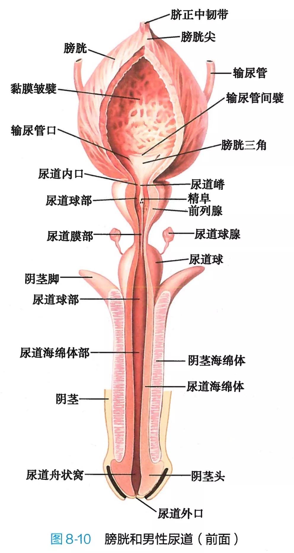 18真人男性生殖高清图图片