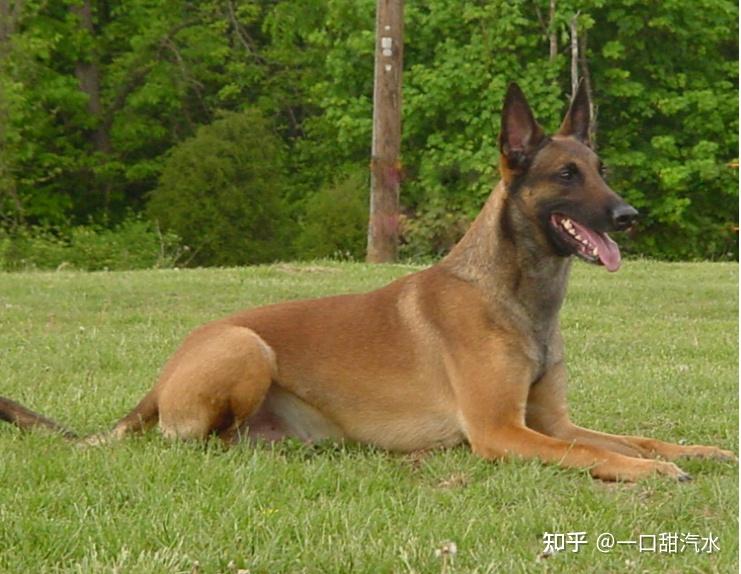 马犬拥有的优缺点,饲养前需要了解清楚哦 - 知乎