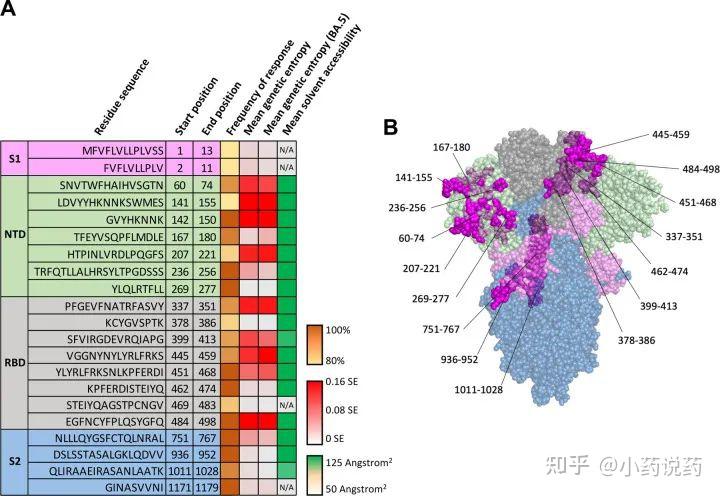 SARS-CoV-2刺突蛋白的免疫表位及通用疫苗开发的考量 - 知乎