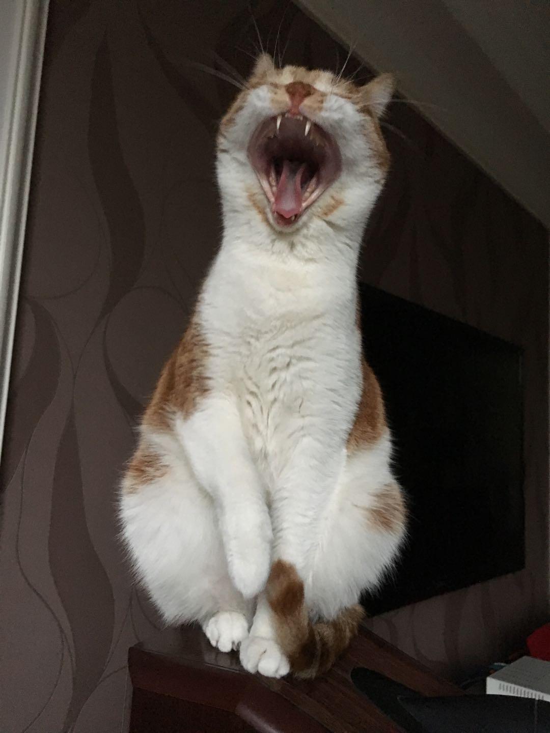 猫为什么一点也不怕蛇?