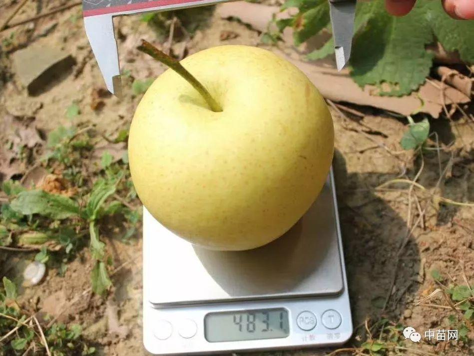 状元冰糖梨:肉质细脆 石细胞少 汁多香浓 浓甜可口 品质上等 中早熟梨