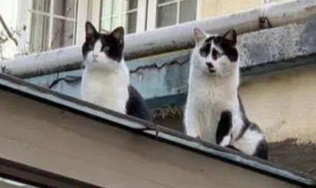 第一次见这么丑的猫，这长得是不是有点太随意了 - 知乎