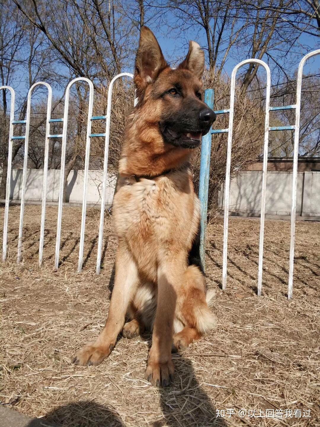 德国牧羊犬，生于战火的军警犬界扛把子！最适合家养的猛犬！_哔哩哔哩_bilibili