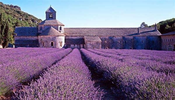 超详细法国普罗旺斯薰衣草攻略你想知道的都在这儿了