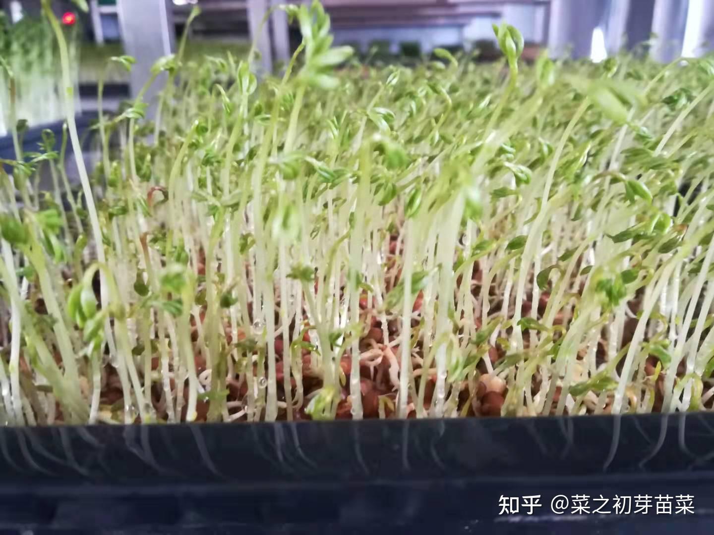 视频小教程：在家怎么生豆芽 - 花百科