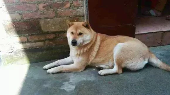 中华田园犬图鉴|重新认识“土狗” - 知乎