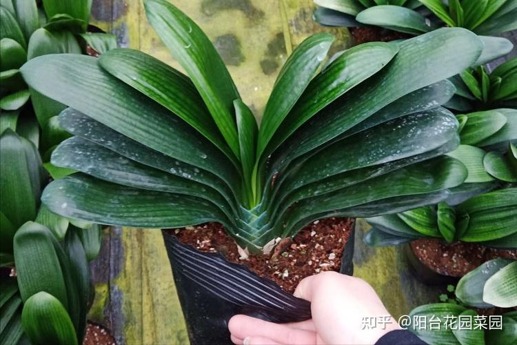 8种“富贵花”自带好运,花大优美,能养几十年,能值很多钱(富贵花都有哪些)