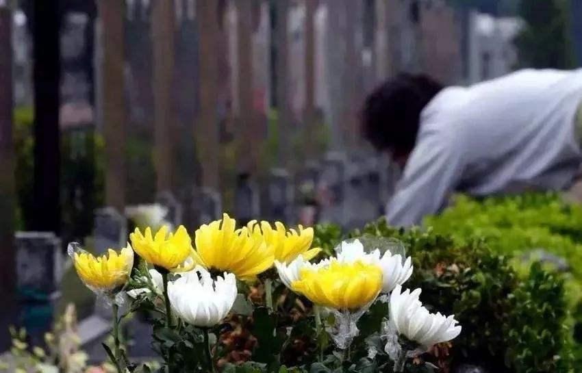 万寿菊墓地网 扫墓是我国传承已久的事情,除去清明节,中元节,其实