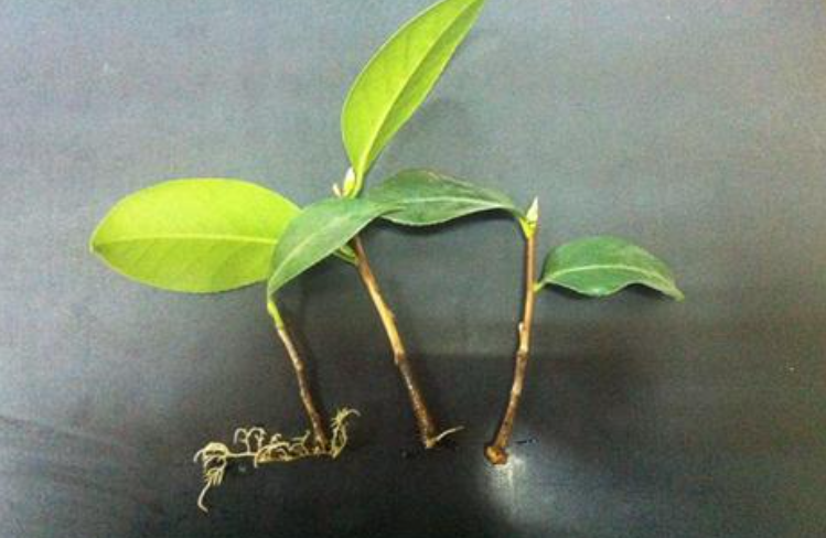 植物扦插,看这! - 知乎