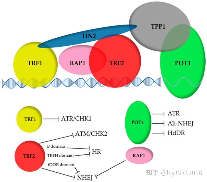 逆转录的过程与端粒复制 - 知乎