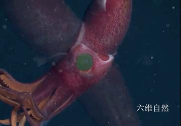 美国深海发现一只草莓色的乌贼 两只眼睛像宝石 一大一小且一蓝一黄绿色 知乎