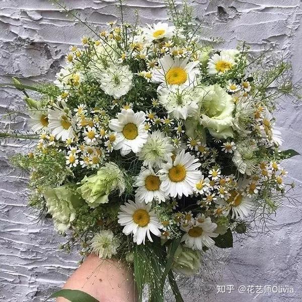 洋甘菊花语:越挫越勇,苦难中的力量