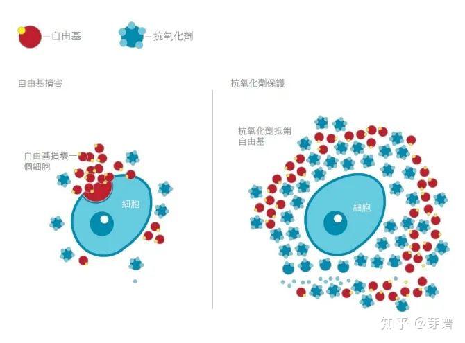 活性氧,细胞衰老的主谋