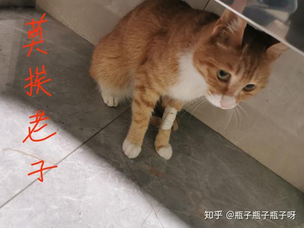 橘长 与猫传腹的抗争之旅 知乎