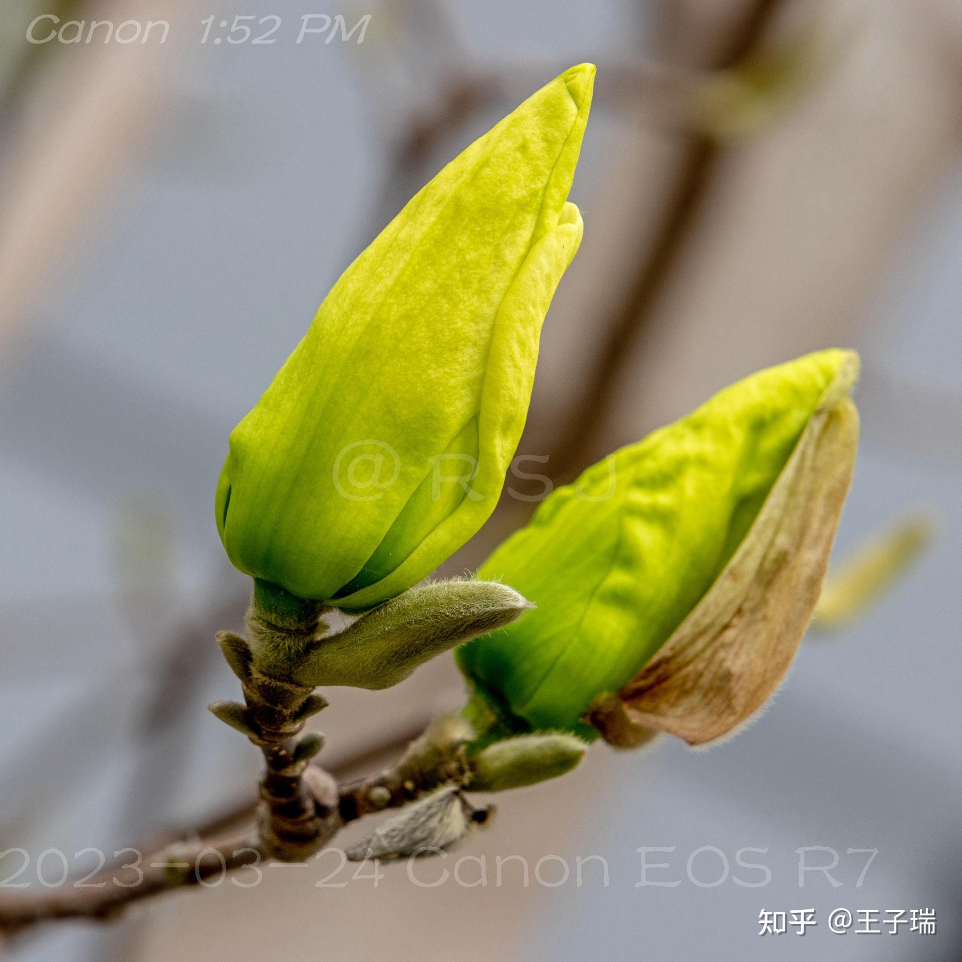 【那些花儿】飞黄玉兰：花大美丽开得晚花期长，玉蕾入药作“辛夷” - 知乎
