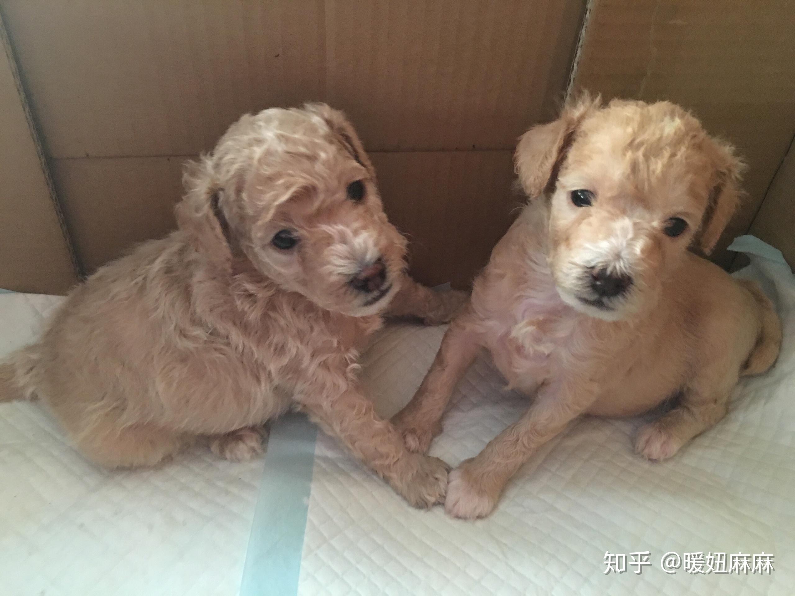 朋友抱来一只小狗,说是泰迪,怎么看着不像,泰迪小时候是这样吗?