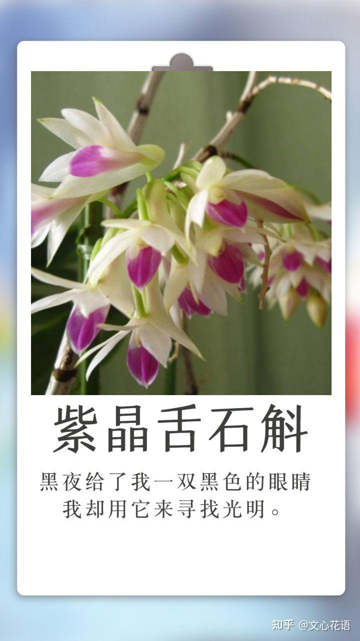 石斛兰为什么叫父亲之花