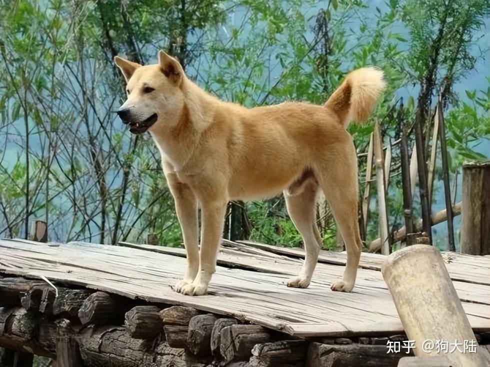 过来人提醒狗界4不养送你也别要