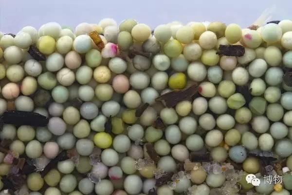 鲎有生存学问的鱼