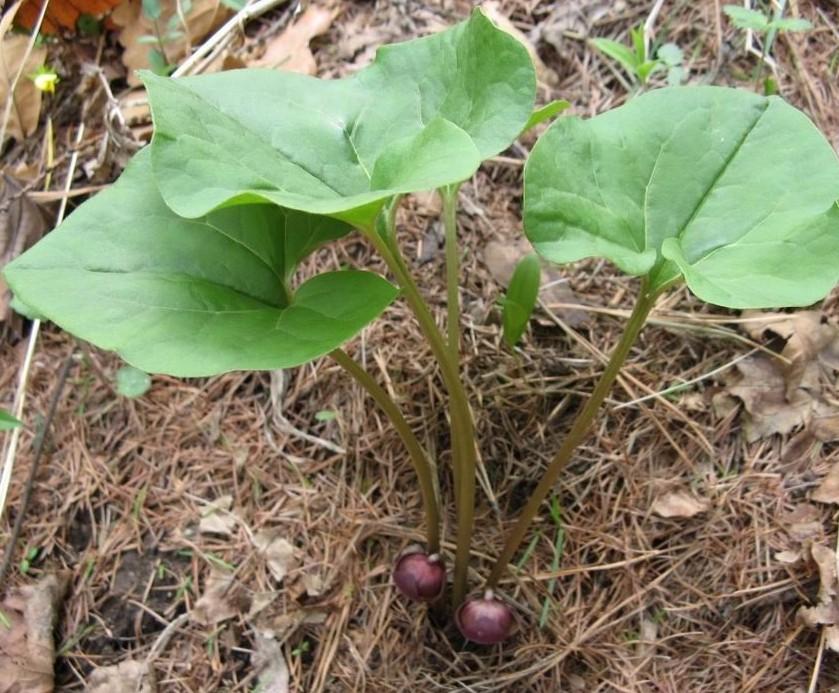行承72候植物观察~冬至一候杜衡 - 知乎