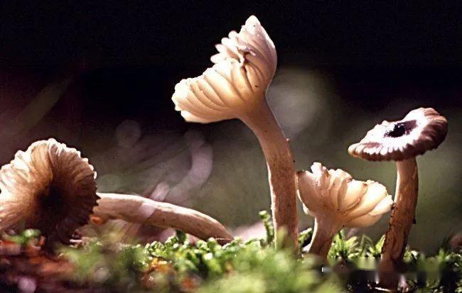 【真菌界全系列-30】伞菌目—蜡伞科 - 知乎