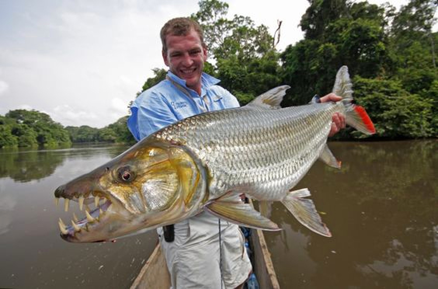 亚马逊河四大致命生物：食人鱼只能排最后，森蚺才是大BOSS-搜狐大视野-搜狐新闻