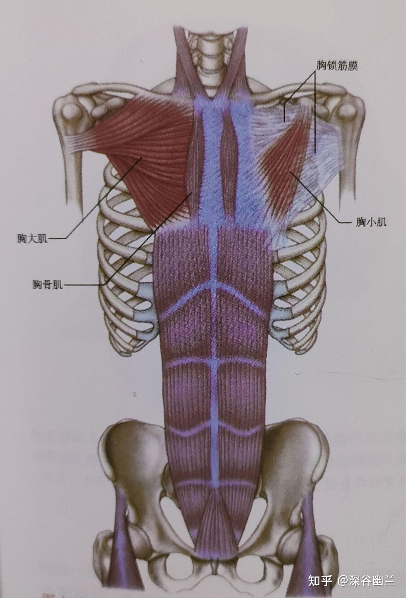 前表链肌肉图片